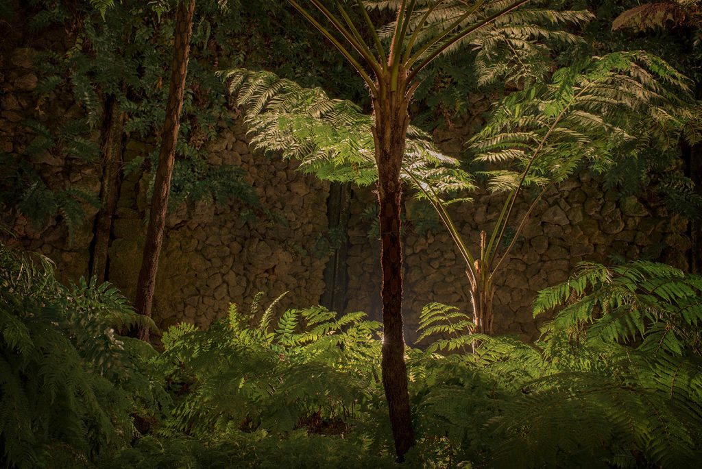 dreaming-of-subtle-creatures-image-by-markus-lehr